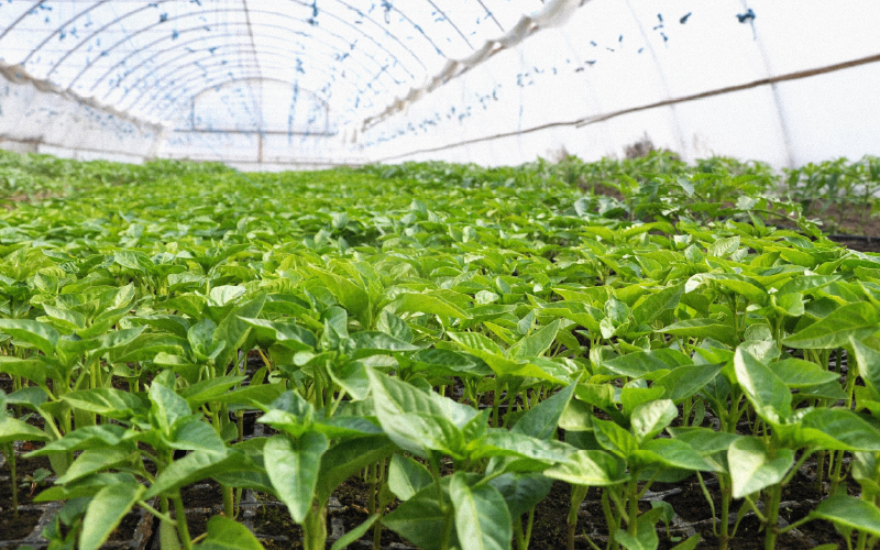 Formação e consultoria reforçaram competitividade no setor agrícola em Dão, Lafões e Alto Paiva