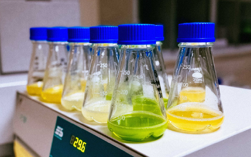 Microalgas sustentáveis para uma nova geração de alimentos